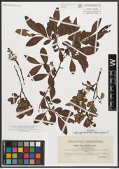 Foto von Salix appendiculata Vill. x Salix purpurea L.